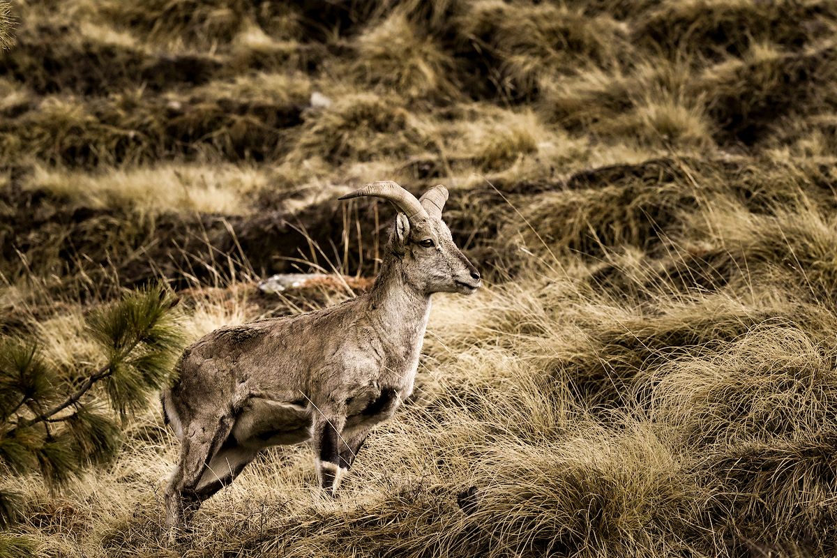 Wildlife in Dhorpatan